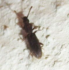 Oryzaephilus