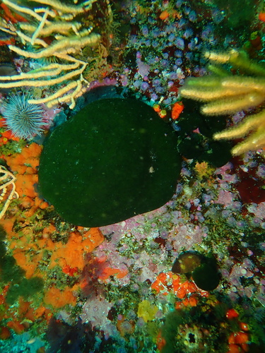 Image of Codium papenfussii by (c) Peter Southwood, some rights reserved (CC BY-SA)