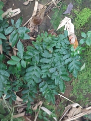 Bolbitis scalpturata