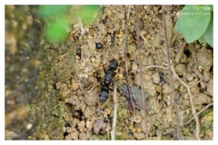 Pseudoneoponera rufipes