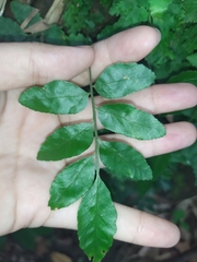 Bolbitis scalpturata