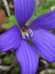 Cyanicula gemmata