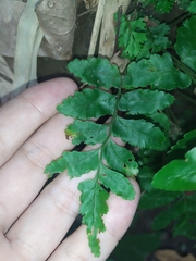 Bolbitis scalpturata