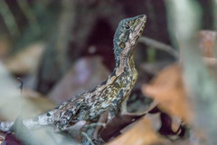 Chlamydosaurus kingii