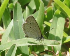 Zizeeria knysna knysna
