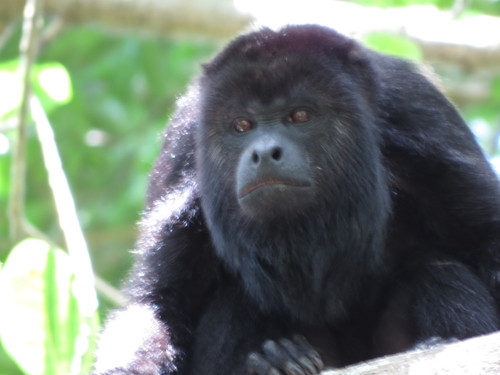 Yucatán Black Howler Monkey