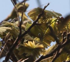 Zosterops anderssoni