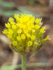 Lasiosiphon sericocephalus