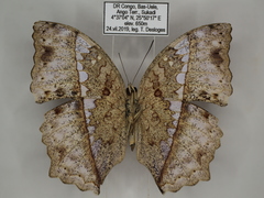 Harma theobene superna