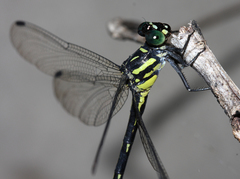 Heliogomphus