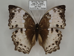 Harma theobene superna