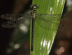 Heliogomphus walli