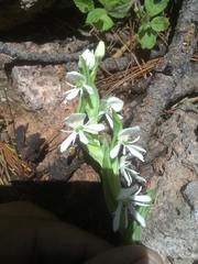 Habenaria kariniae