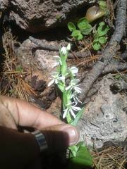 Habenaria kariniae