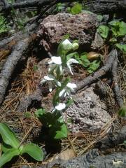 Habenaria kariniae
