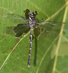 Heliogomphus walli