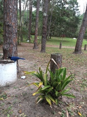 Cyanocorax caeruleus