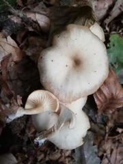 Clitocybe metachroa