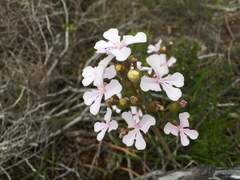 Stylidium affine