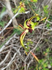 Caladenia attingens