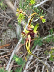 Caladenia attingens