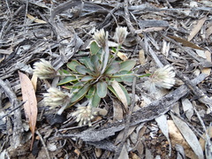 Ptilotus seminudus