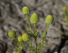 Matricaria occidentalis