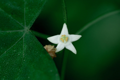Zehneria
