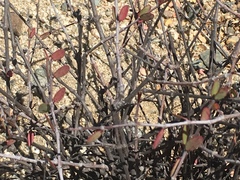 Euphorbia magdalenae