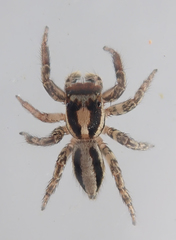 Plexippus setipes