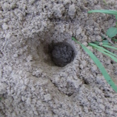 Geomys attwateri