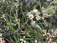 Lysicarpus angustifolius