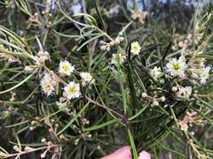 Lysicarpus angustifolius