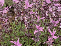 Syncolostemon transvaalensis