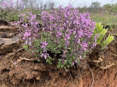 Syncolostemon transvaalensis