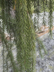 Picea breweriana