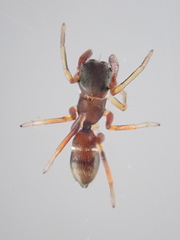 Myrmarachne japonica