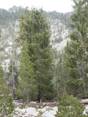 Picea breweriana