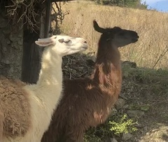Lama