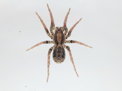 Lycosa coelestis