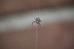 Philodromus aureolus