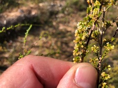 Micromyrtus