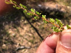 Micromyrtus