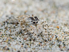 Yllenus turkestanicus