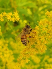 Apis mellifera