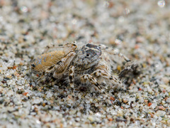 Yllenus turkestanicus