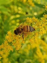 Apis mellifera