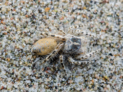 Yllenus turkestanicus