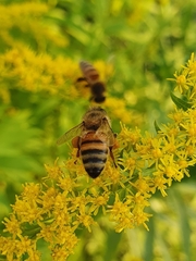 Apis mellifera
