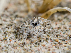 Yllenus turkestanicus